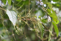 Maesa indica